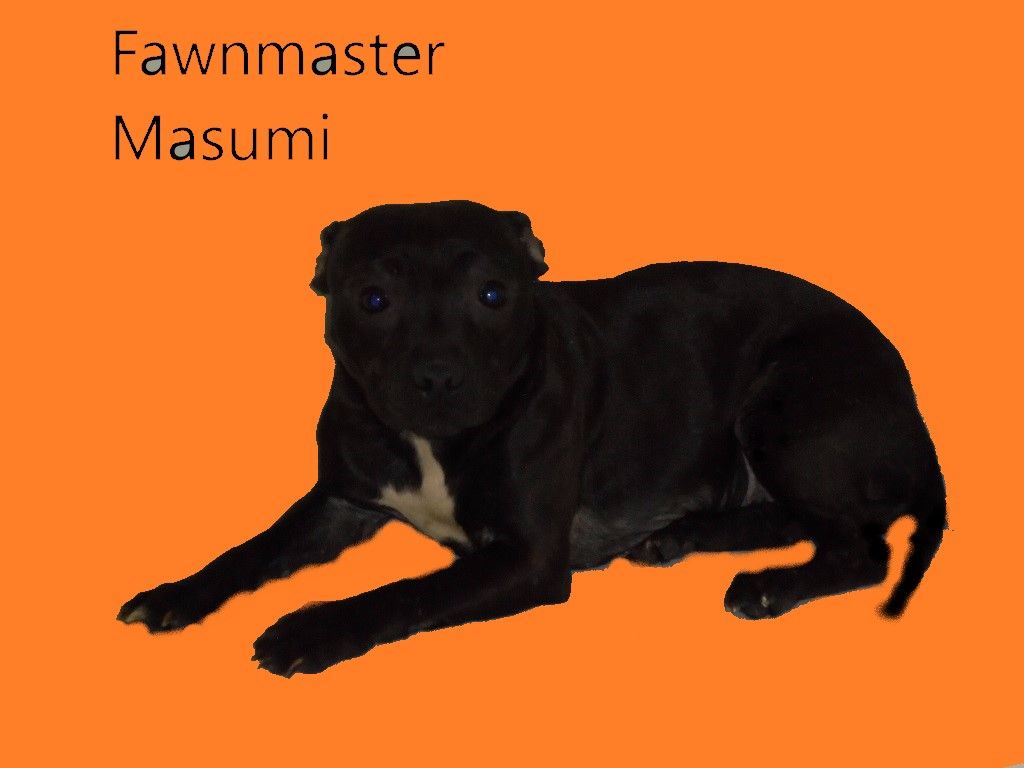 Fawnmaster - Chiot disponible  - Staffordshire Bull Terrier