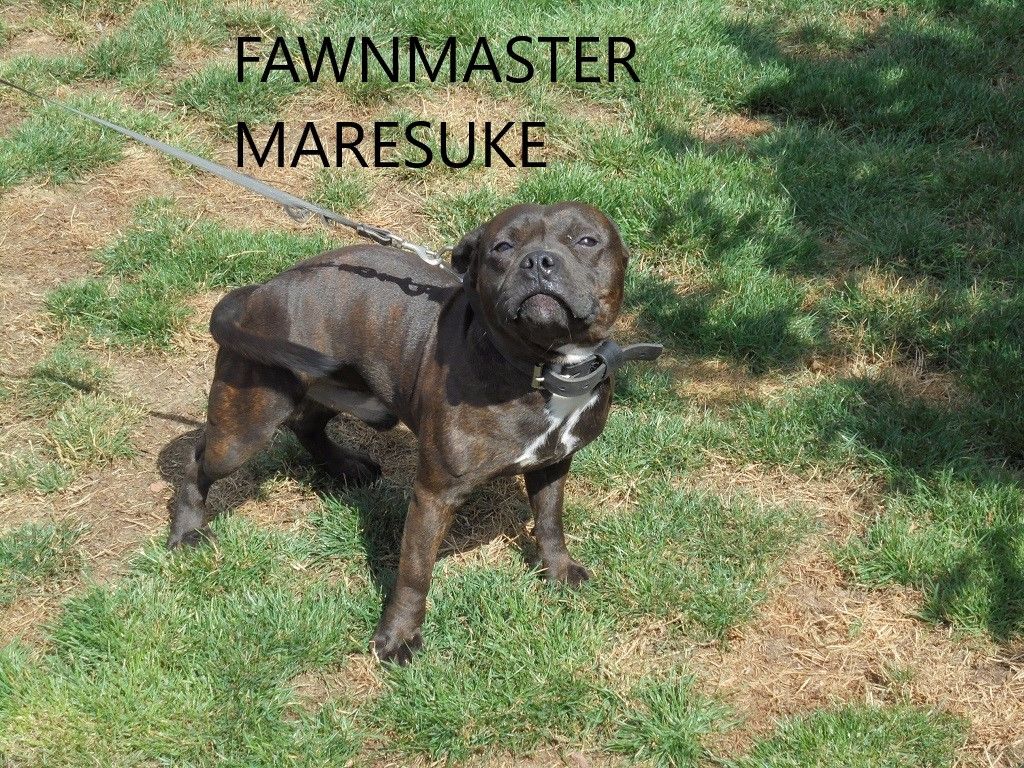 Fawnmaster - Chiot disponible  - Staffordshire Bull Terrier
