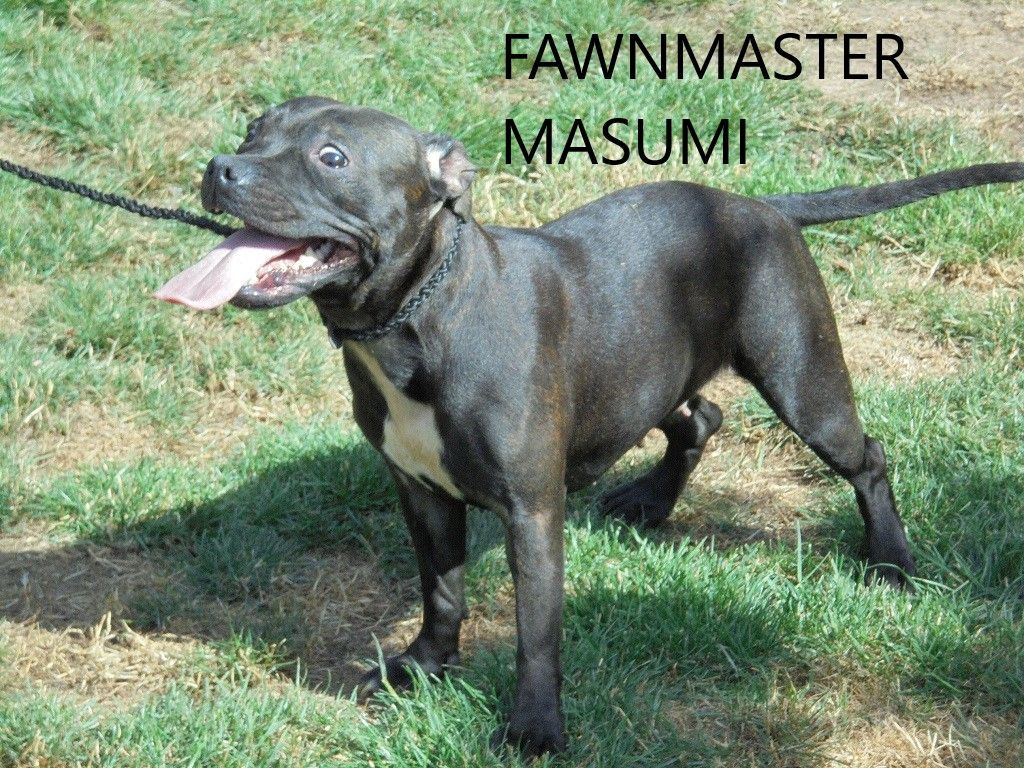 Fawnmaster Masumi