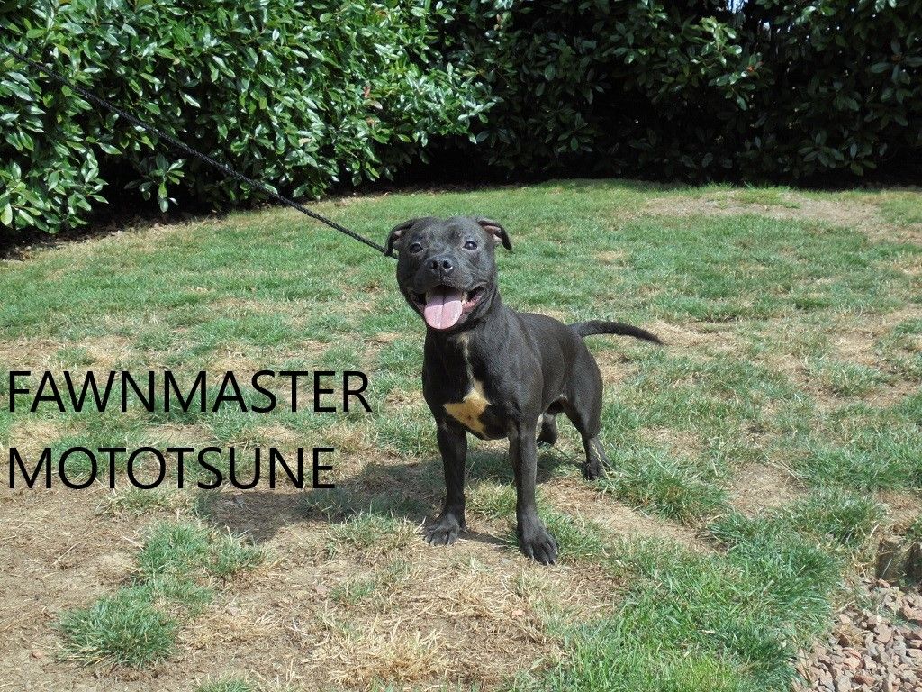Fawnmaster Mototsune