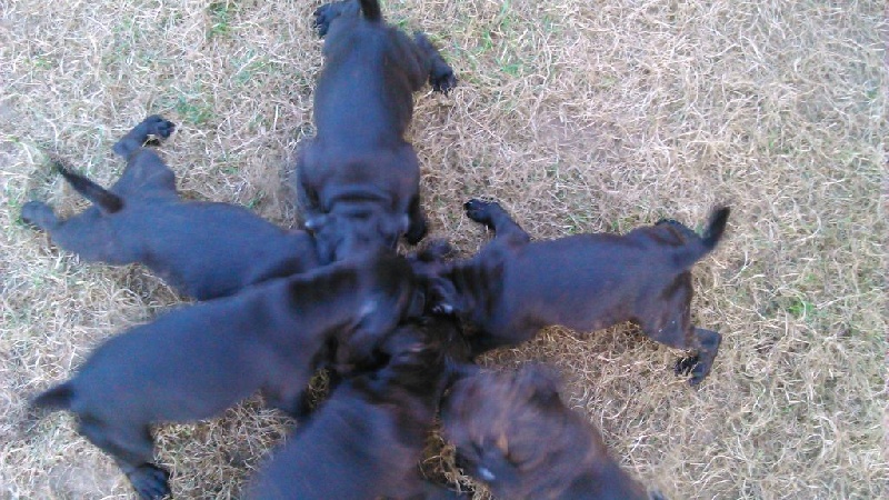 Chiot Staffordshire Bull Terrier Fawnmaster
