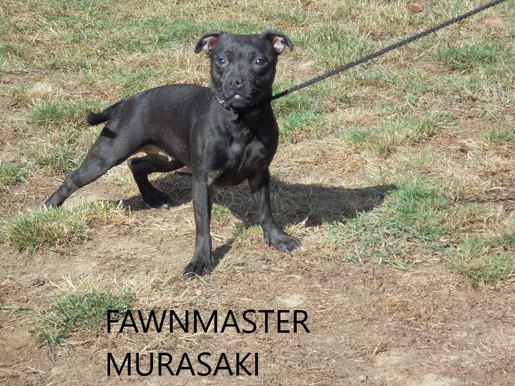 Fawnmaster - Chiots disponibles - Staffordshire Bull Terrier